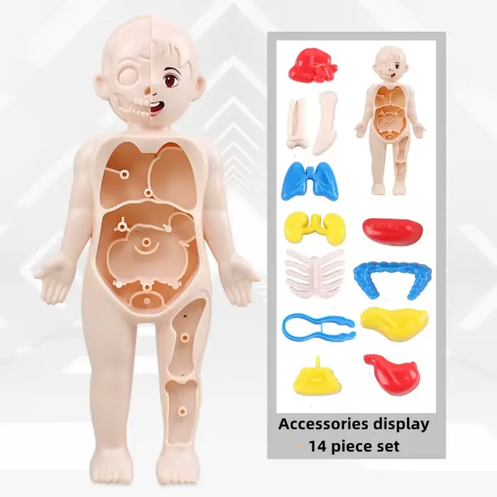 Puzzle 3D Montessori pour enfants, modèle d'anatomie du corps humain, jouet d'apprentissage éducatif